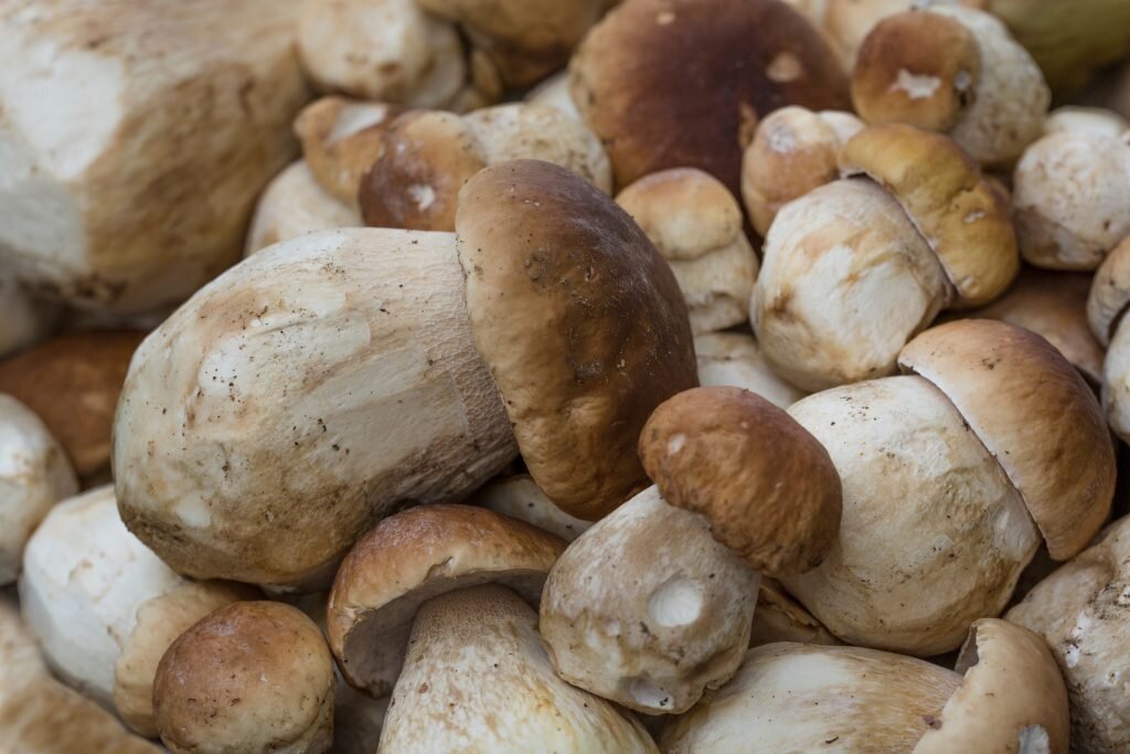 Условия выращивания белого гриба. Культурные грибы. Искусственно выращенные белые грибы. Белый гриб тепличный. Грибы в квартире.