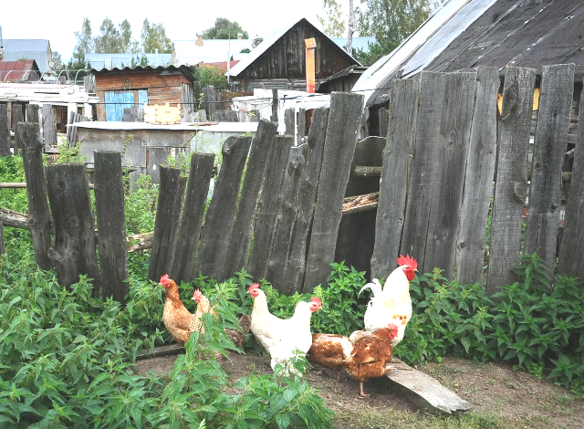 Фото из свободного доступа.