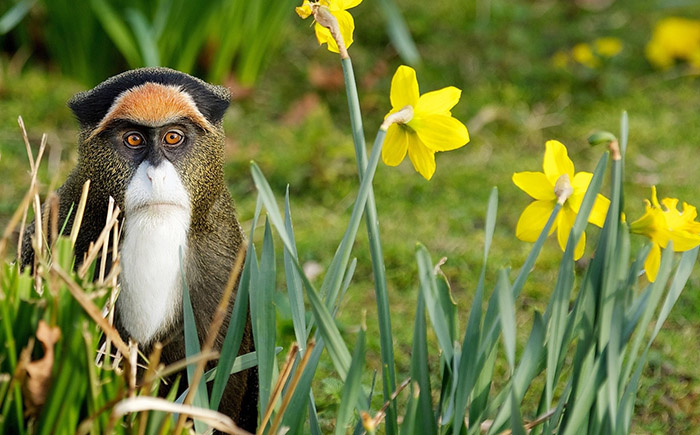 
Мартышка Бразза
