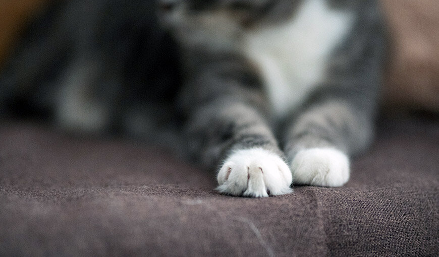 Яндекс Картинки