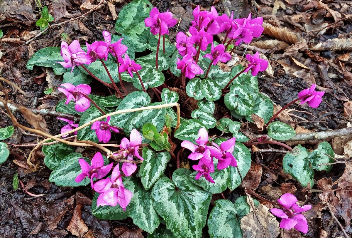 цикламен кавказский красная книга