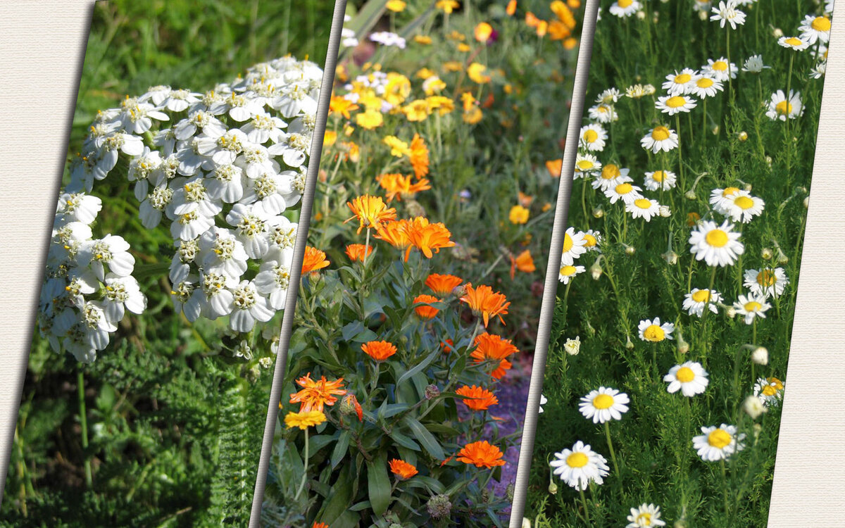 Тысячелистник, календула, ромашка.