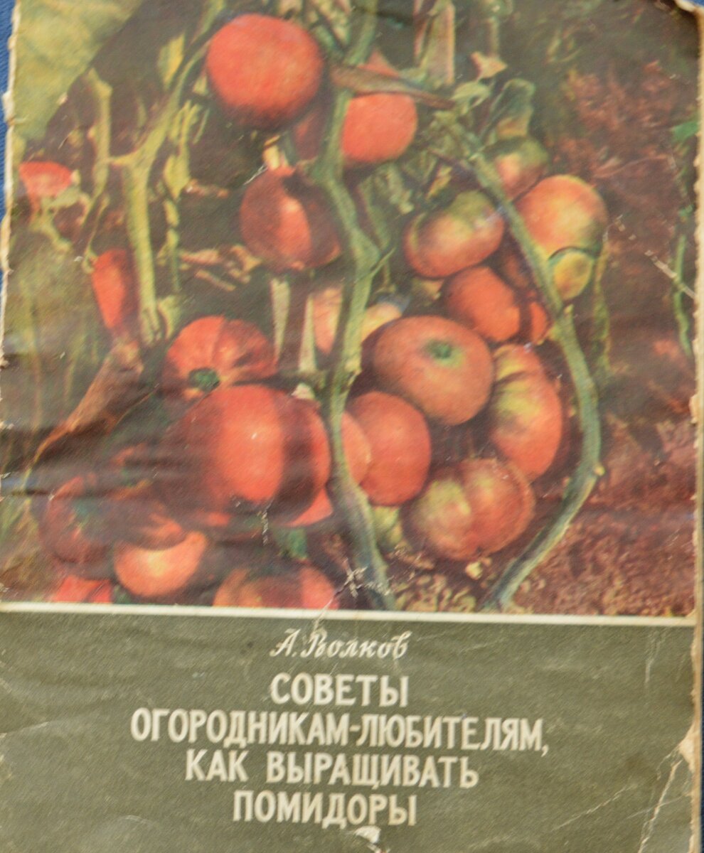 Высаживаем помидоры по схеме а волкова из брошюры 1955 года