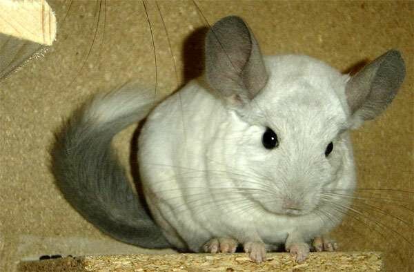 Фото из интернета