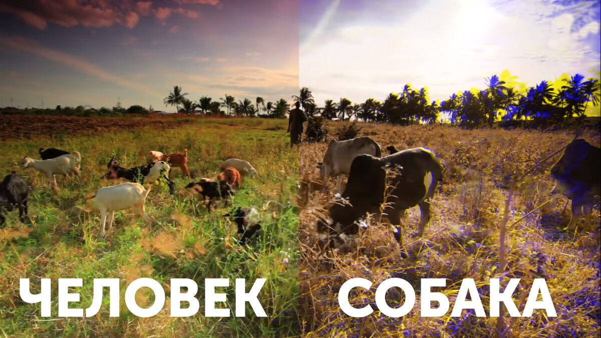 Как видят человек и собака