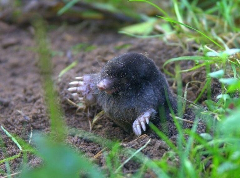 Крот на участке.