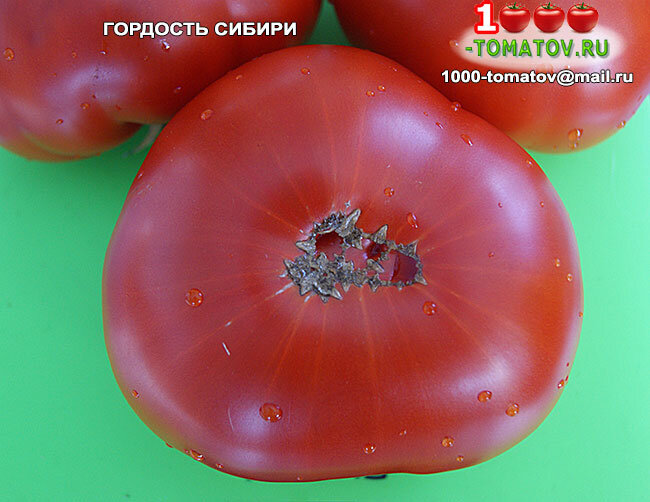 Томат Гордость Сибири фото 2