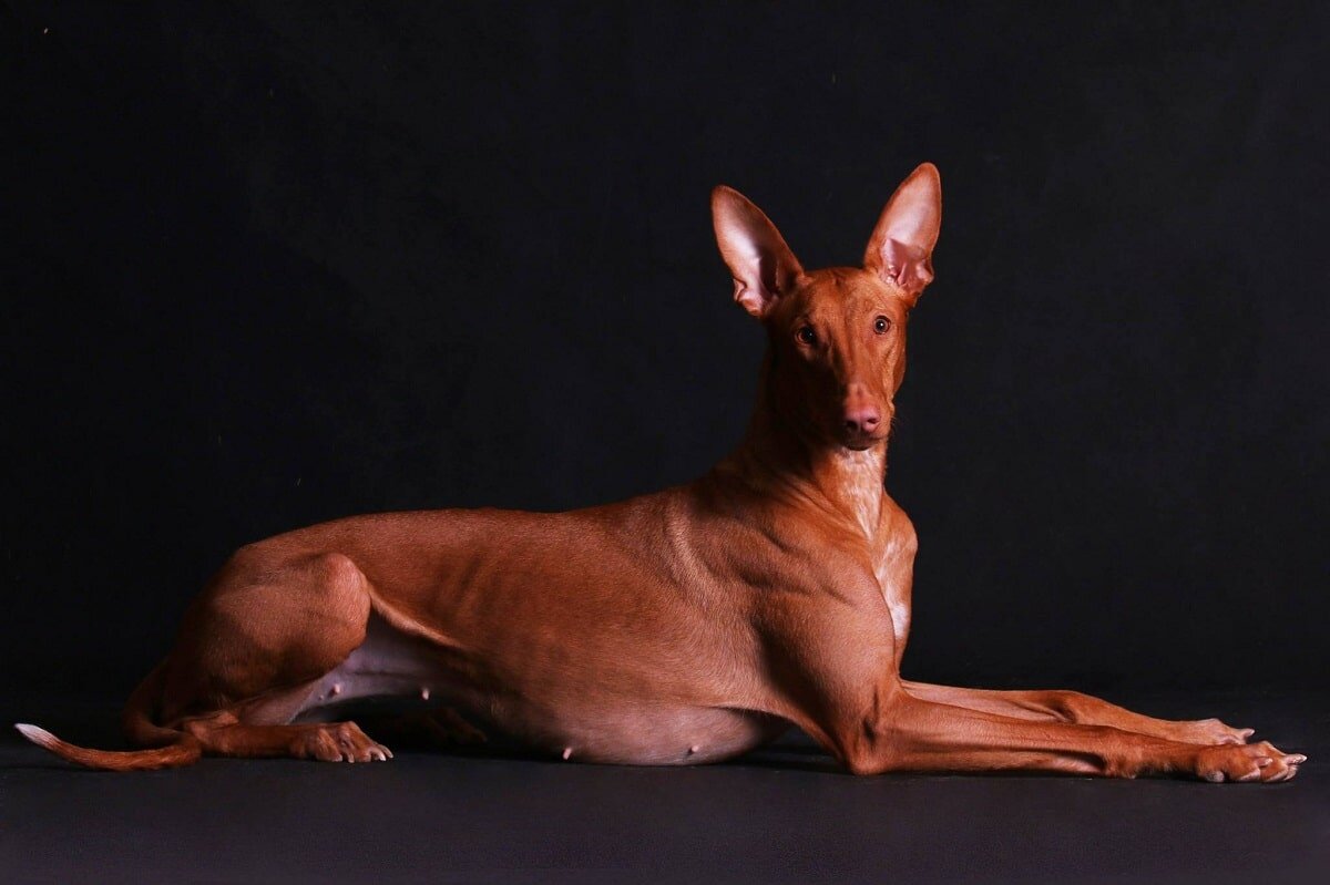Порода самой древней собаки. Порода собак Фараонова собака. Фараонова собака сфинкс. Порода собак Египетский фараон. Фараон Анубис собака.