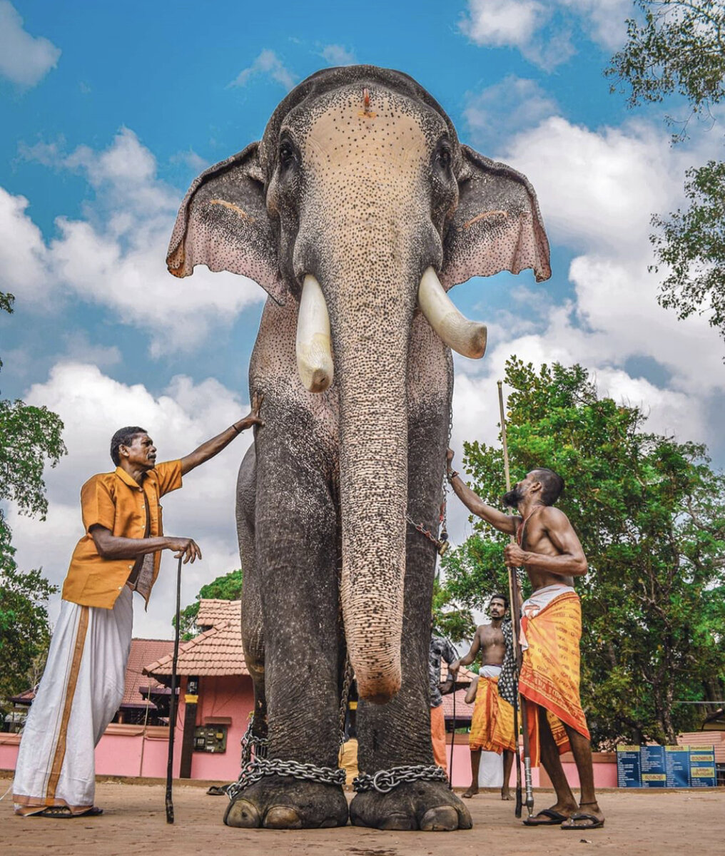 Индийский слон из штата Керала, уши целы, но ноги в цепях.