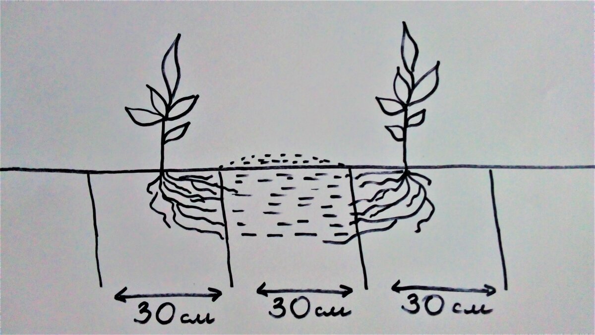 Делаем грядку на самообслуживании — будет кормить и поливать растения ...