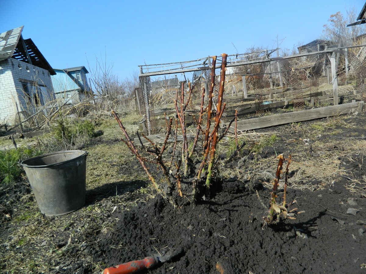 Открываю  розы