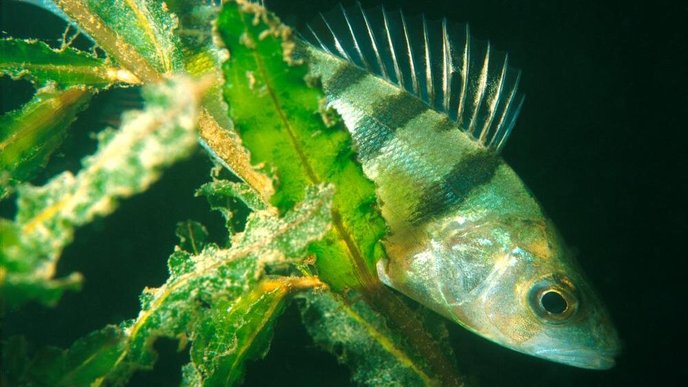 Источник: Leibniz-Institute of Freshwater Ecology and Inland Fisheries