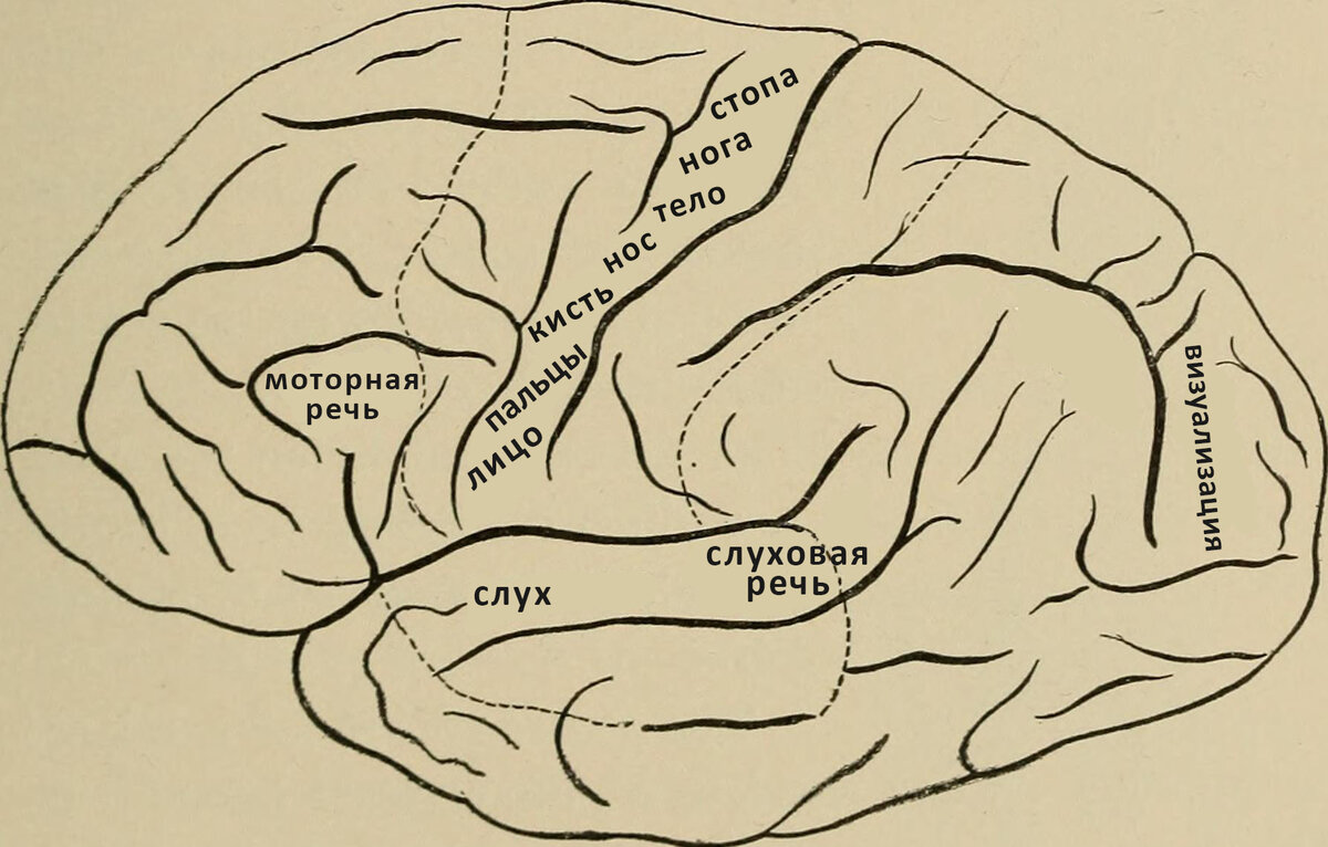 Правое и левое полушарие головного мозга. Что развивать? | СКОРОДУМ | Дзен