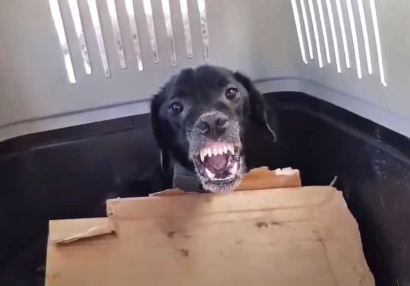 Феникс до приюта