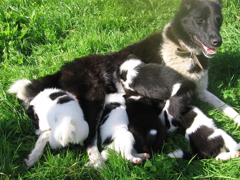 Багира со своими щенками 