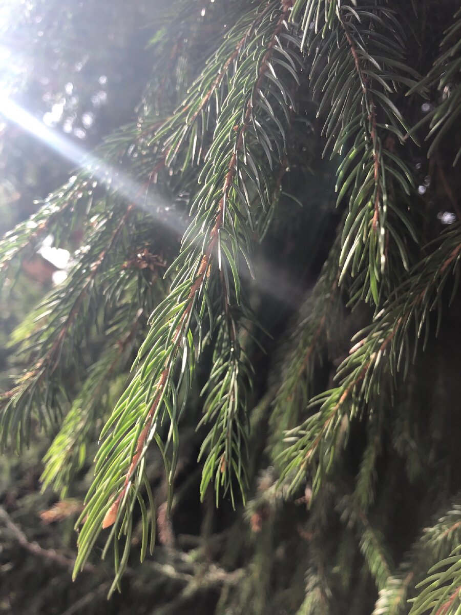 Утро. Фото автора