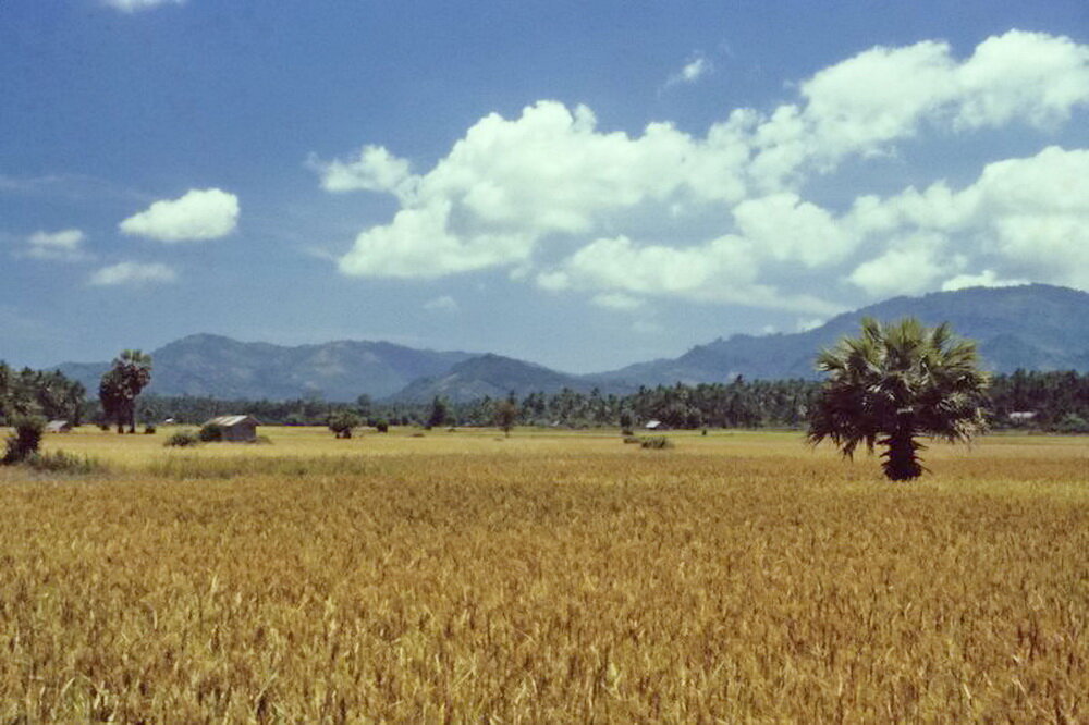 1980 год - Самуи. Через пару лет тут начнется строительство аэропорта 