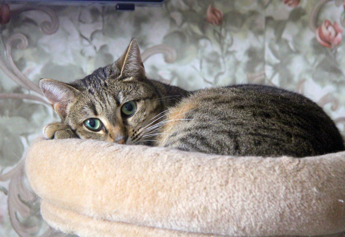 Днем Мышель часто коротает время в лежачке