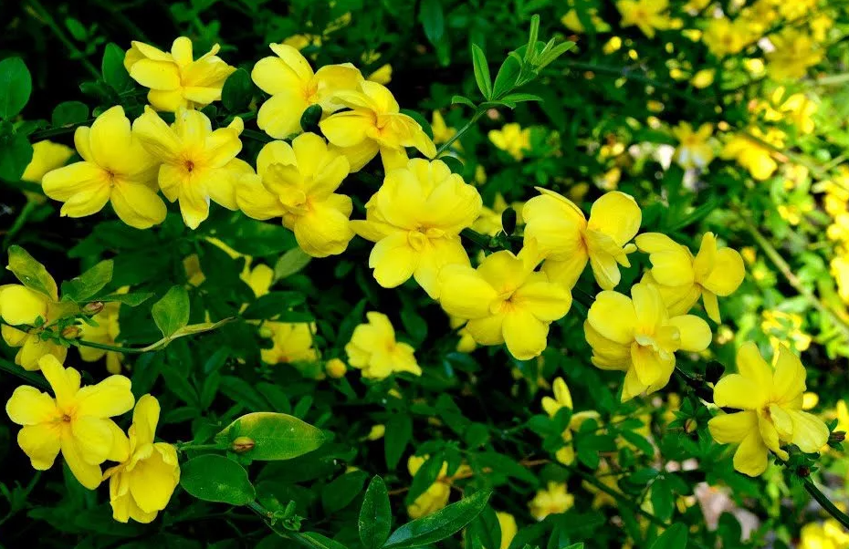    На языке цветов желтый жасмин означает доброту и элегантность. Маленькие и незаметные, цветы этого кустарника выделяются ярким цветом и необычным сезоном цветения.-2