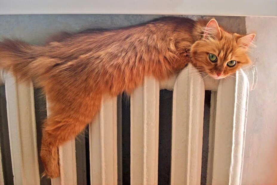 Фото из свободных источников 