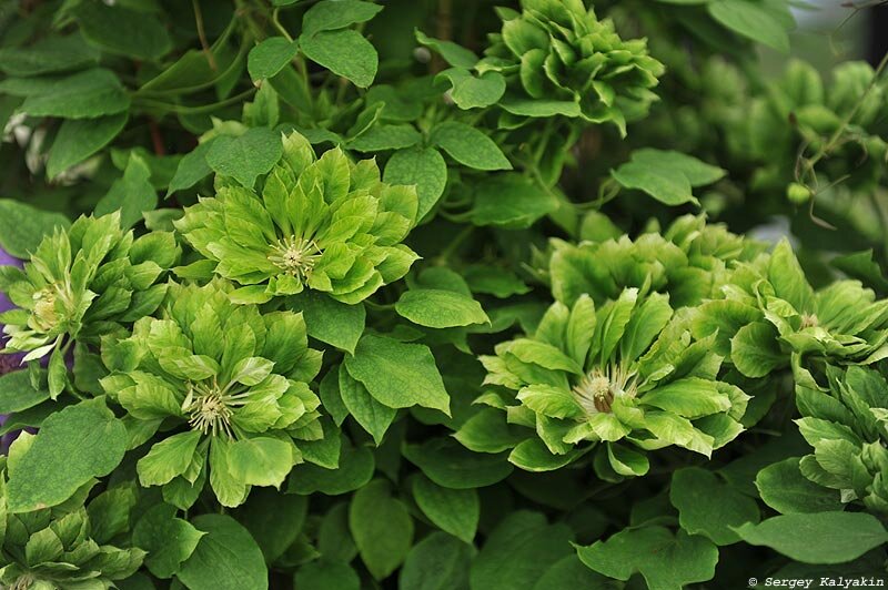 Клематис 'Green Passion'