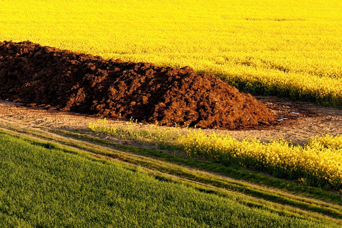 Нехватка полезных веществ растениям опасна в той же степени, что и переизбыток.