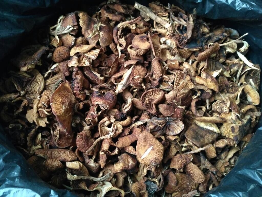 Сушеные грибы опята
