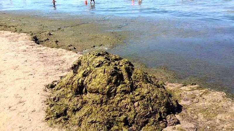 В жару вода на мелких песчаных пляжах сильно цветёт и жутко пахнет