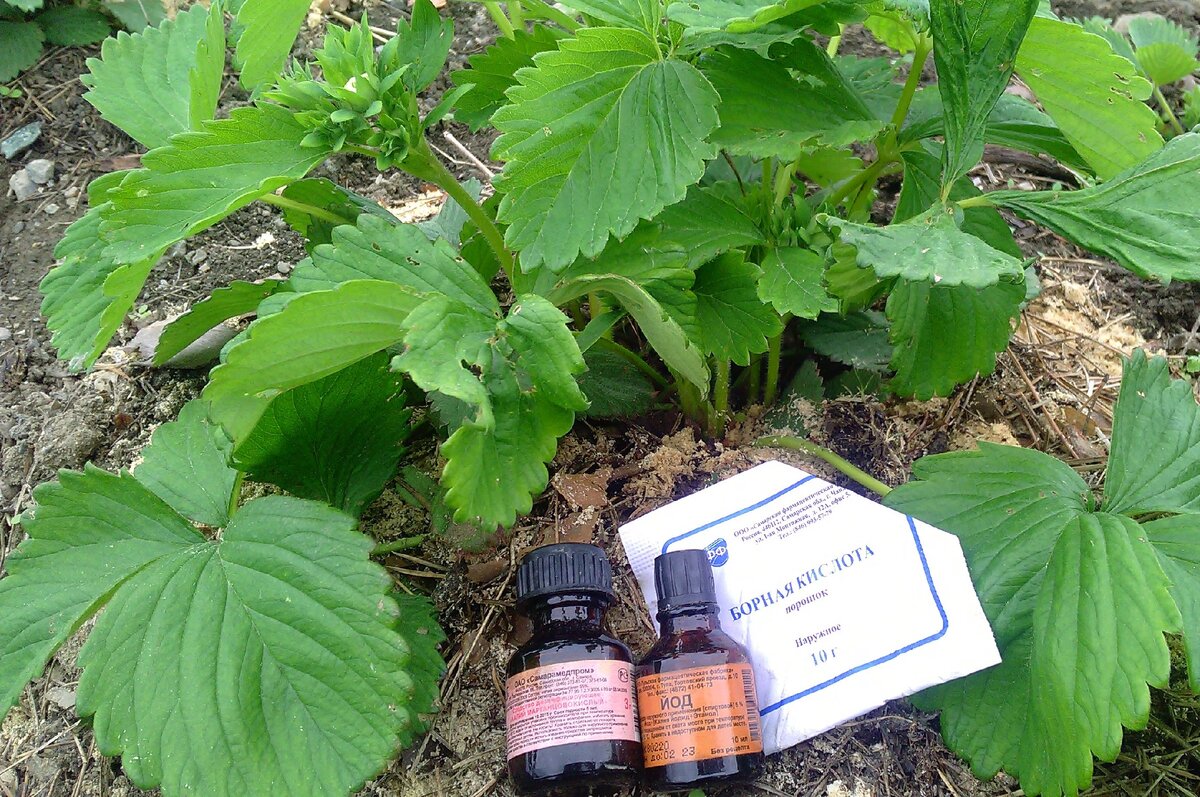 Ингредиенты чудо-подкормки