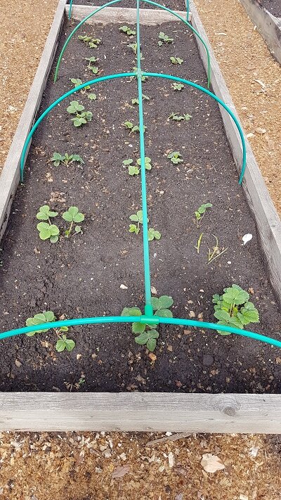 Моя новая грядка с клубникой.