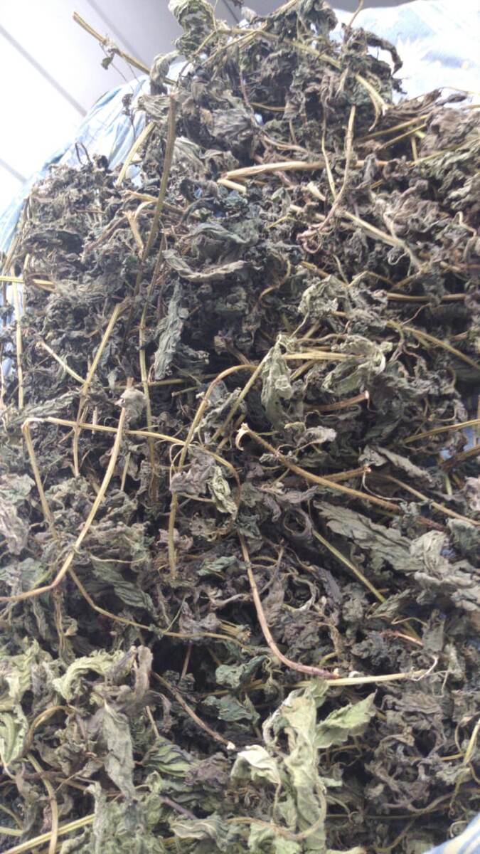 Так выглядит крапива после правильной сушки, без плесени и черноты (фото автора)