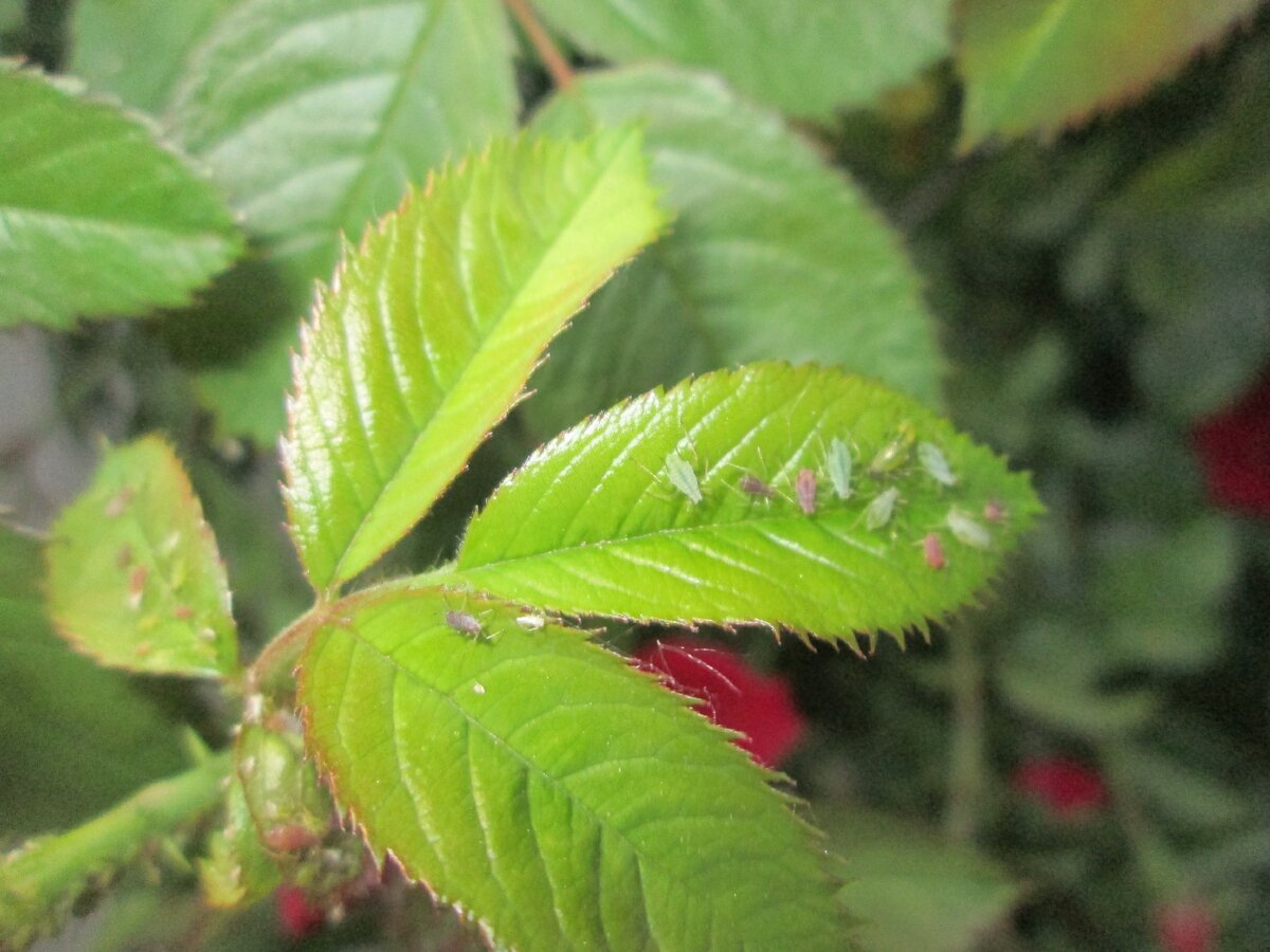 фото автора - такие маленькие, а сколько с ними мороки и вредя