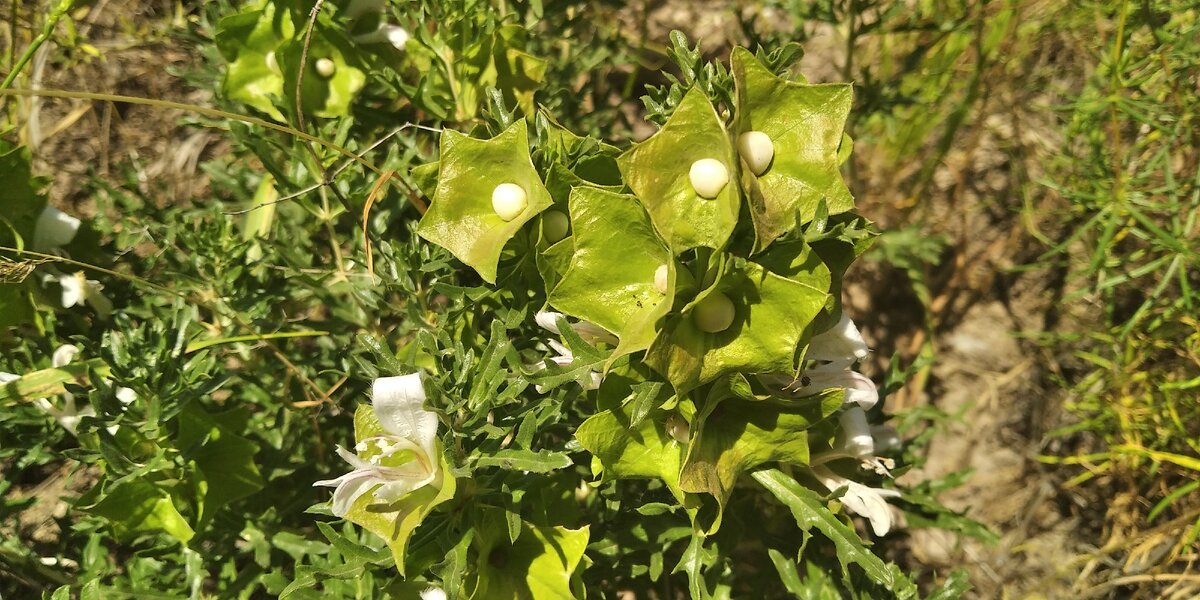 Выглядит интригующе.