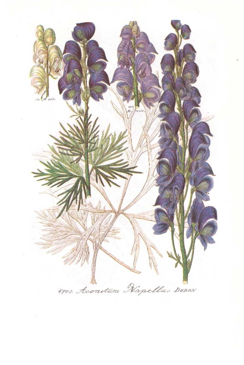 Aconitum napellus L.