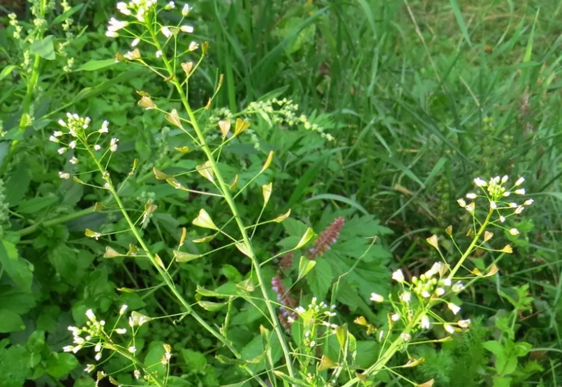 Пастушья сумка