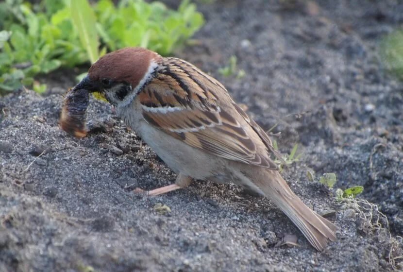 Яндекс.Коллекции