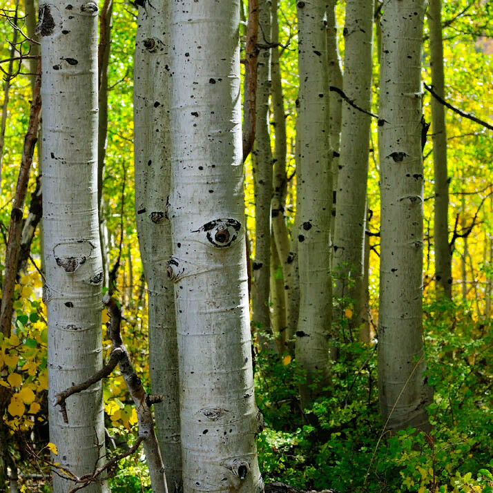 Осина для дошкольников. День осины. Осина сибирская. День осины. Сколько воды поглощает береза в сутки.