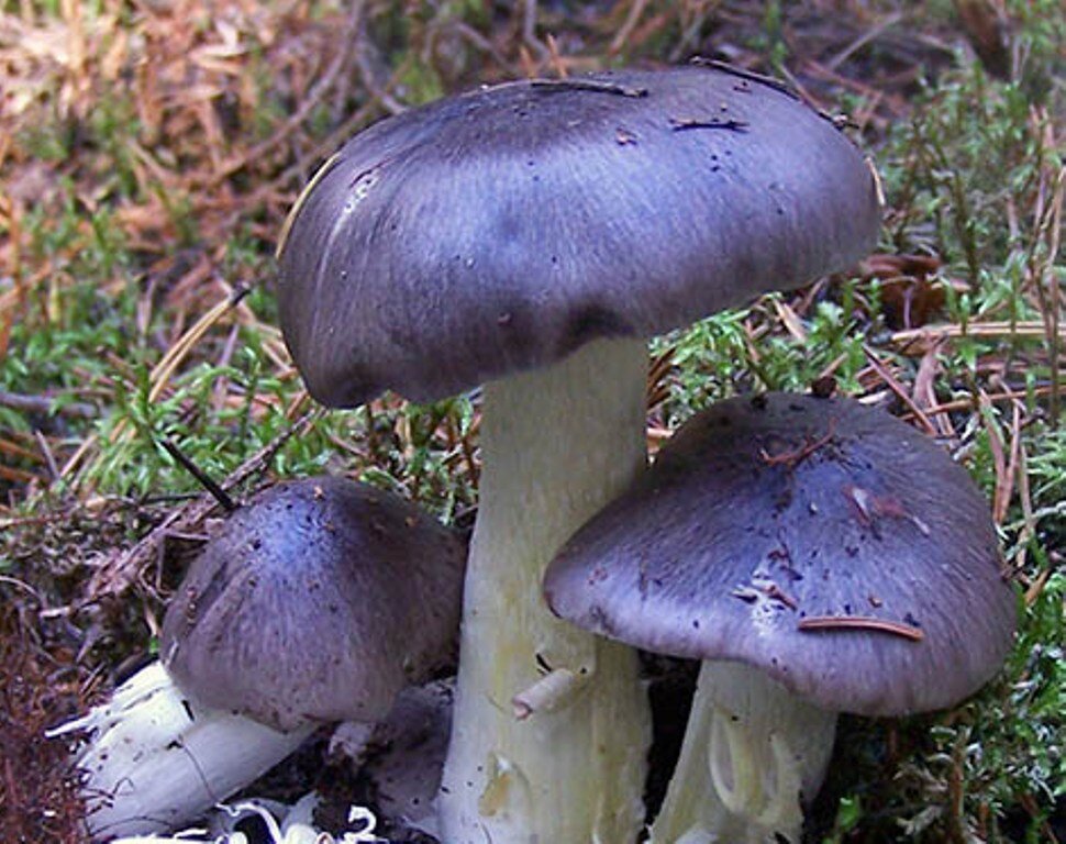 Грибы рядовки. Tricholoma terreum. Гриб рядовка лиловоногая. Грибы рядовки белгородчины. Гриб рядовка фиолетовая.
