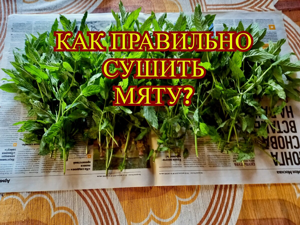 Когда и как собирать мелиссу для сушки - Мир Садоводства