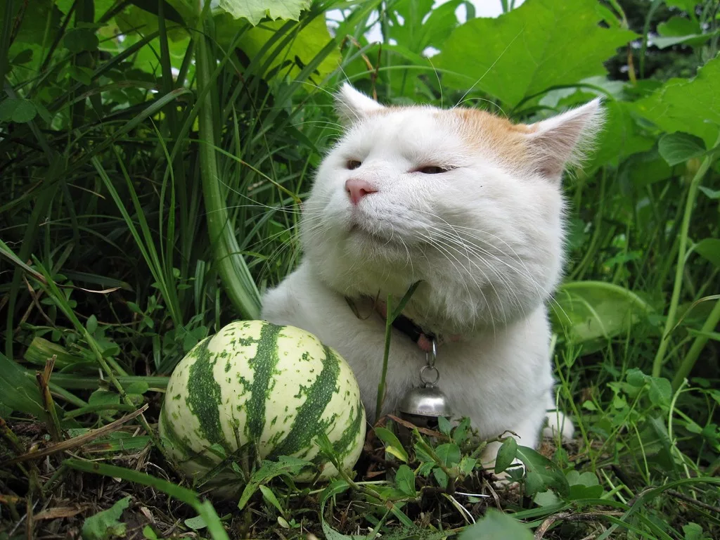 фото из открытого источника