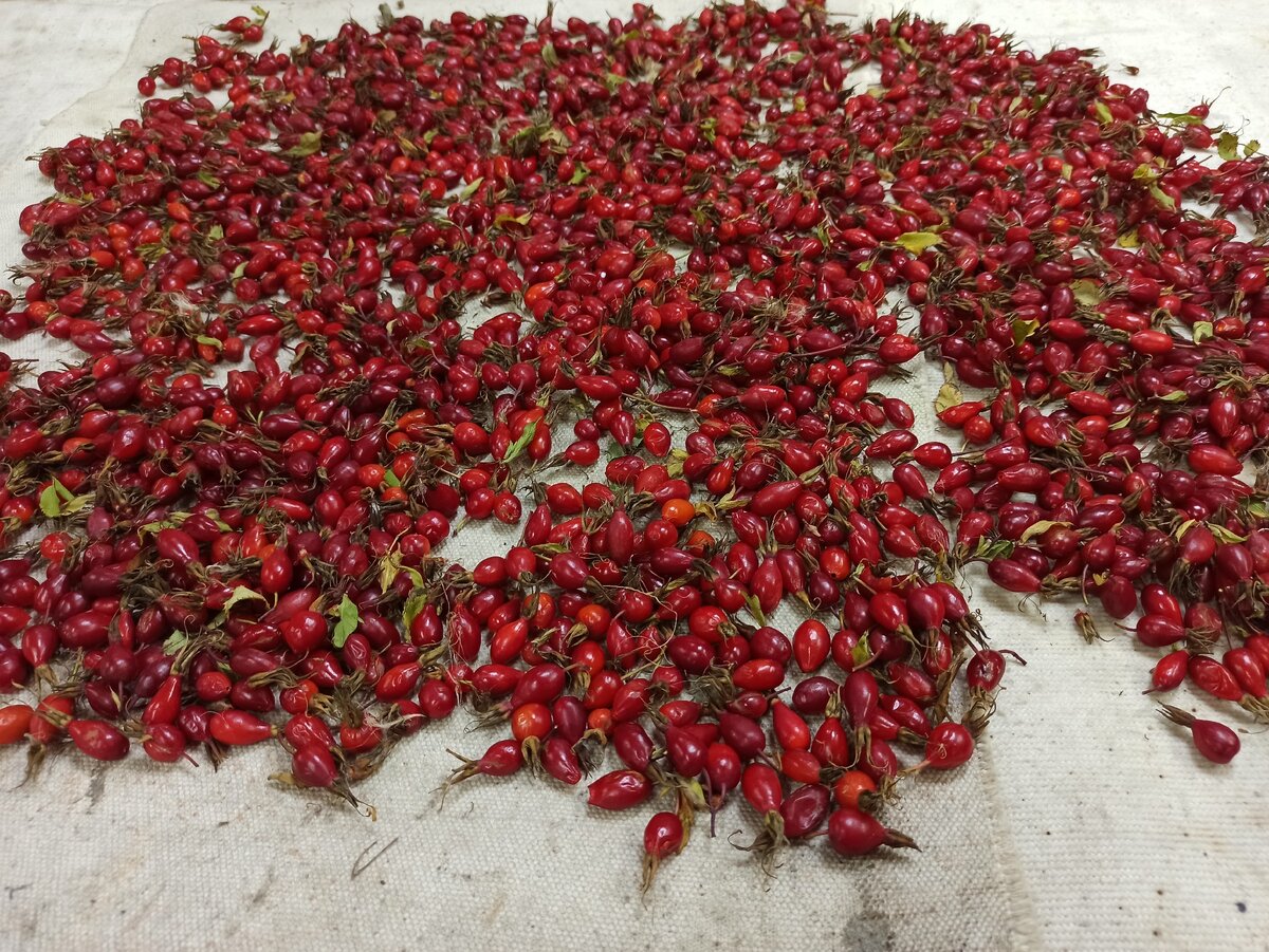 вот такой красавец