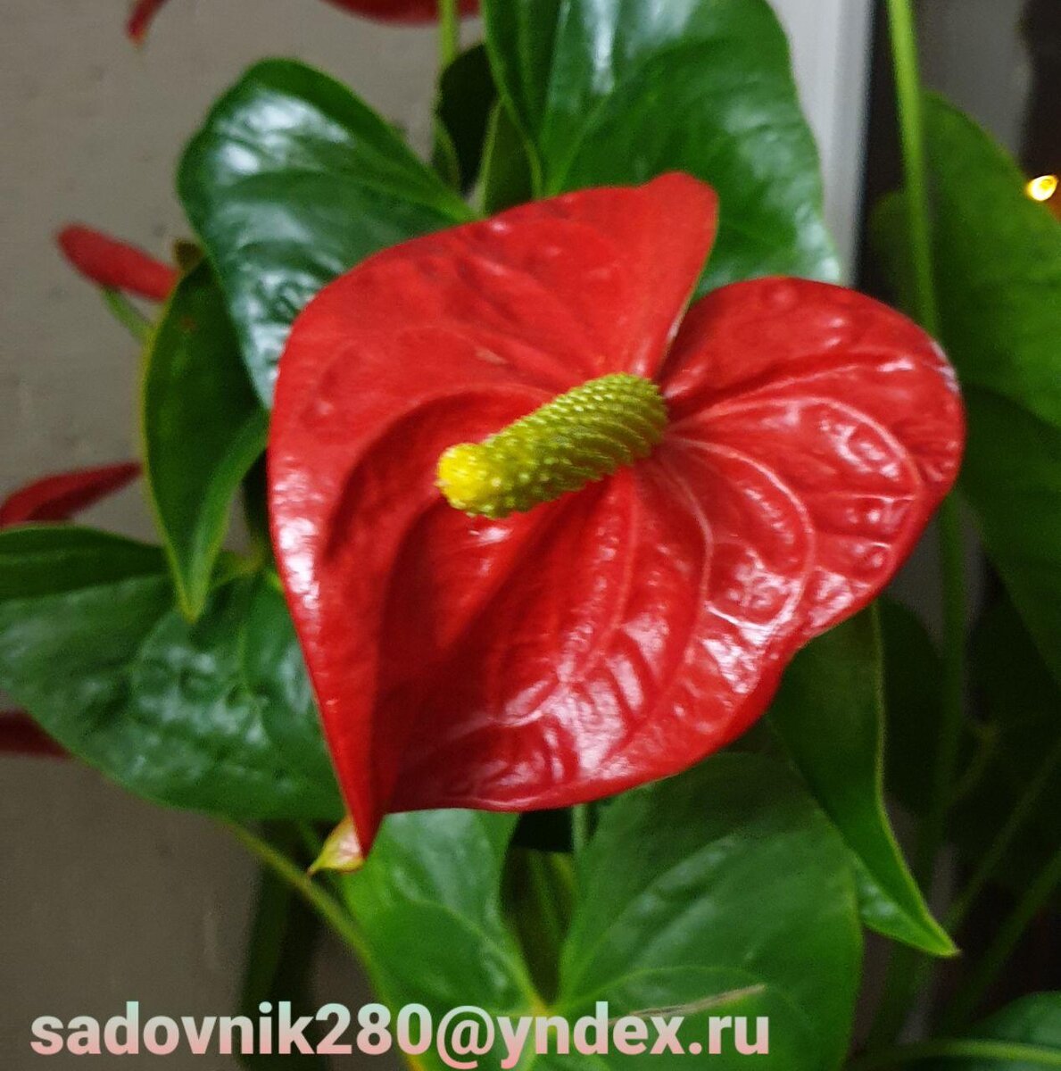 Фото автора Алесад. Антуриум "домашний"