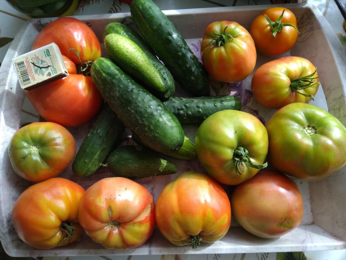 Свой урожай - самый вкусный! Фото автора.