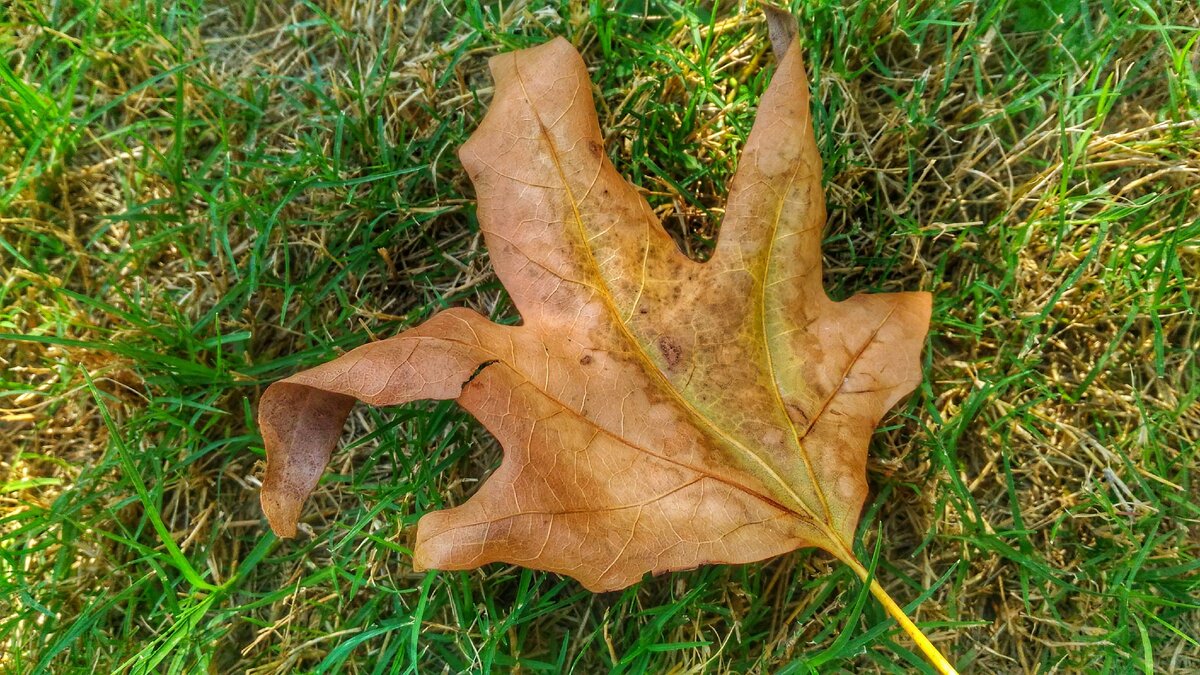 Осенний вальс-бостон