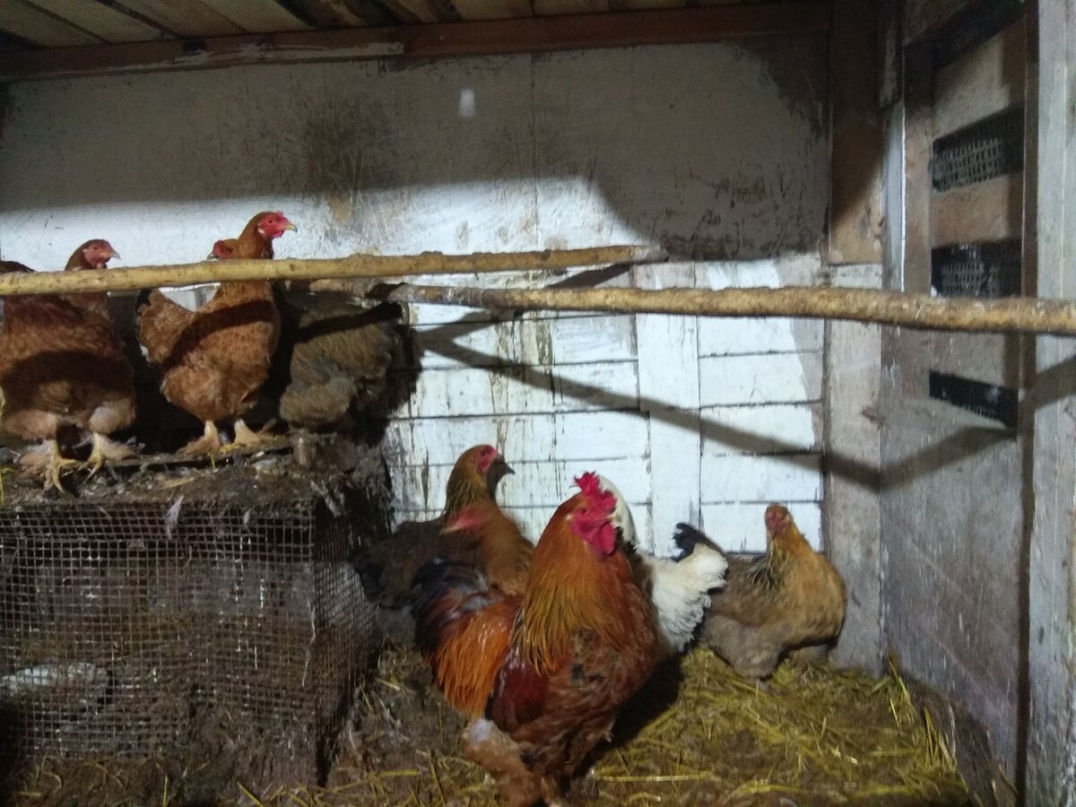 Это не худший вариант содержания кур. Но фото сделано в ноябре, а куры уже не несутся. Ошибок содержания домашней птицы здесь много, но это другая тема, напишу от этом потом.