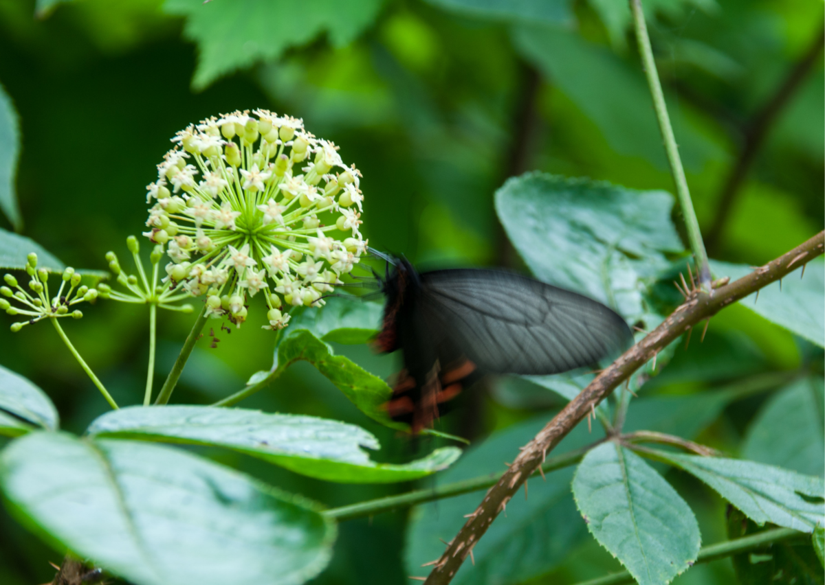 Элеутерококк – полезное растение, изучение которого продолжается до сих пор. Источник фото: Canva
