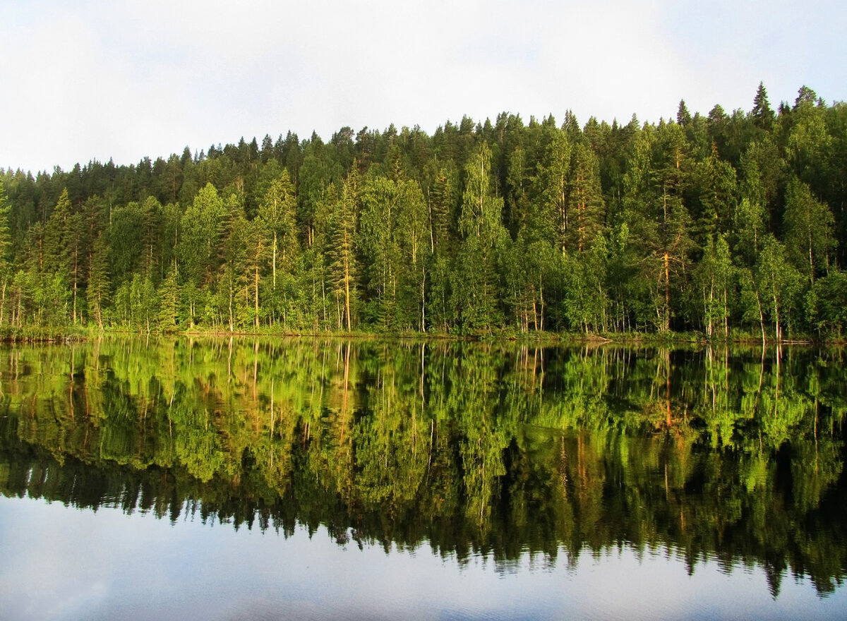 Республика лес. Карелия Тайга. Ельники леса Карелии. Хвойный лес Карелии. Леса Карелии Карелии.