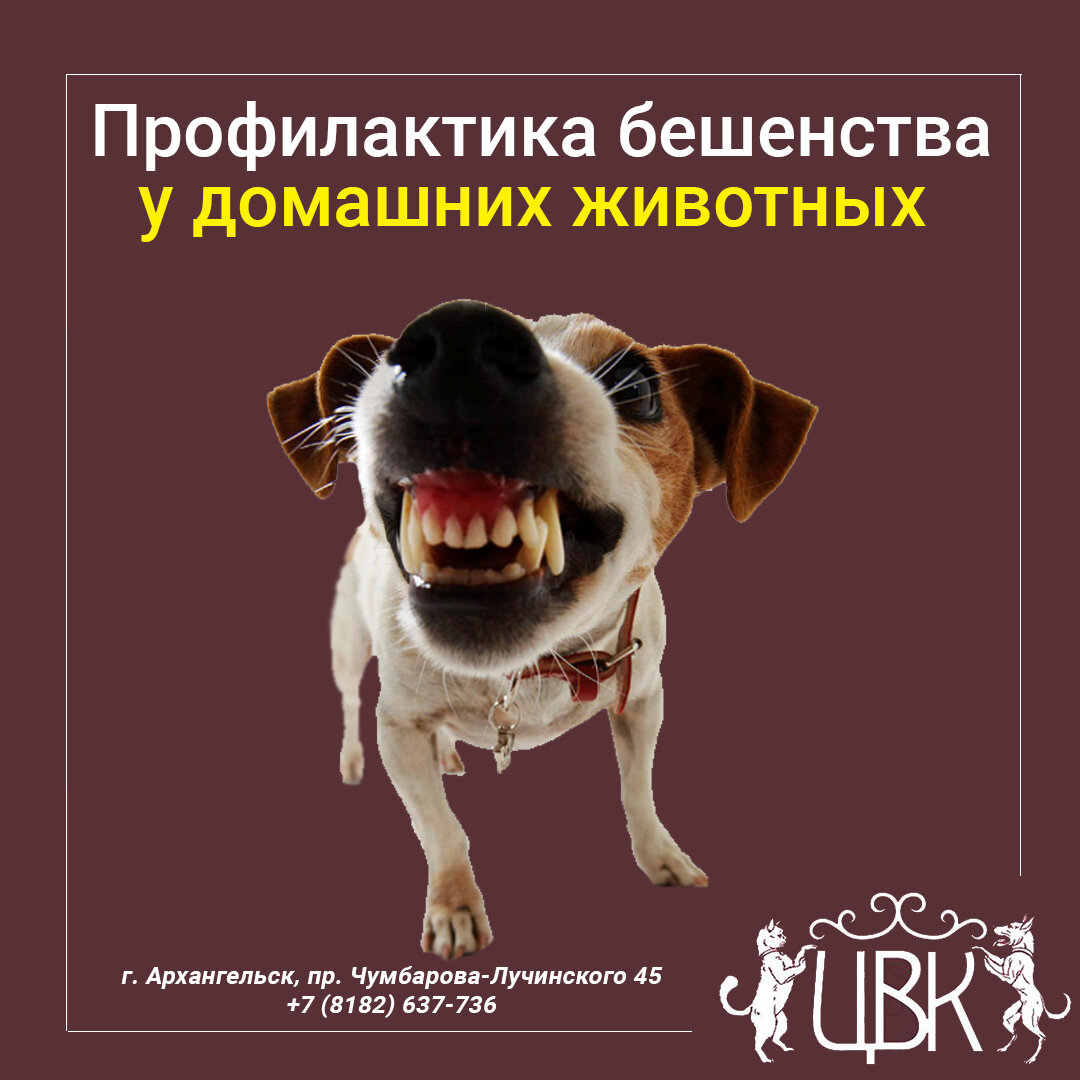 Профилактика бешенства у домашних животных — что нужно знать