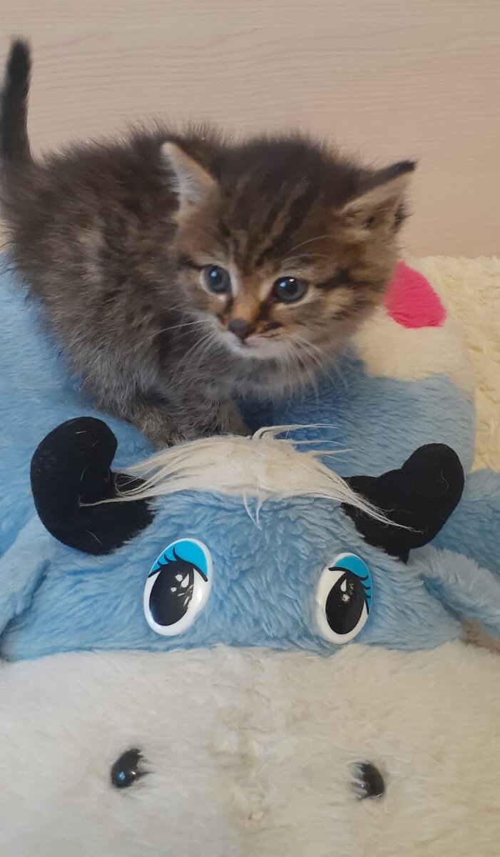 Через два дня той самой одной из нас прилетело фото, где крошка размером с ладошку лопала творог с фарфорового блюдца. И ещё фото, где удивлённый маленький котёнок, видимо, впервые оказавшийся в квартире, сидит на здоровенной плюшевой игрушке. 