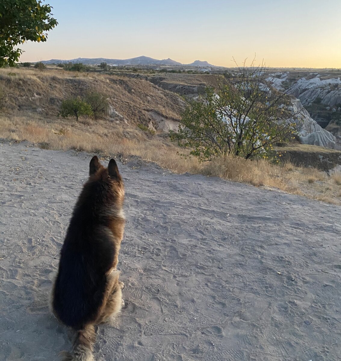Пёс-мыслитель из Каппадокии, иллюстрирующий глубину фрустрации при планировании 
